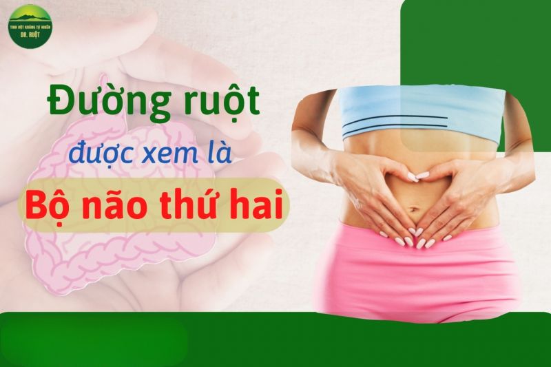 TẠI SAO ĐƯỜNG RUỘT ĐƯỢC XEM LÀ “NÃO BỘ THỨ HAI?